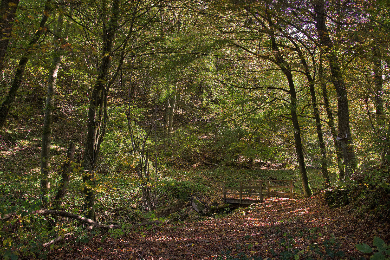 Herbstwald 1/10