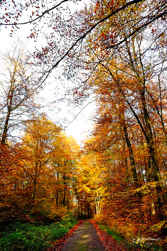 Herbstwald 11.2014