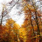 Herbstwald 11.2014