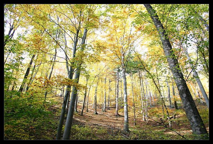 Herbstwald