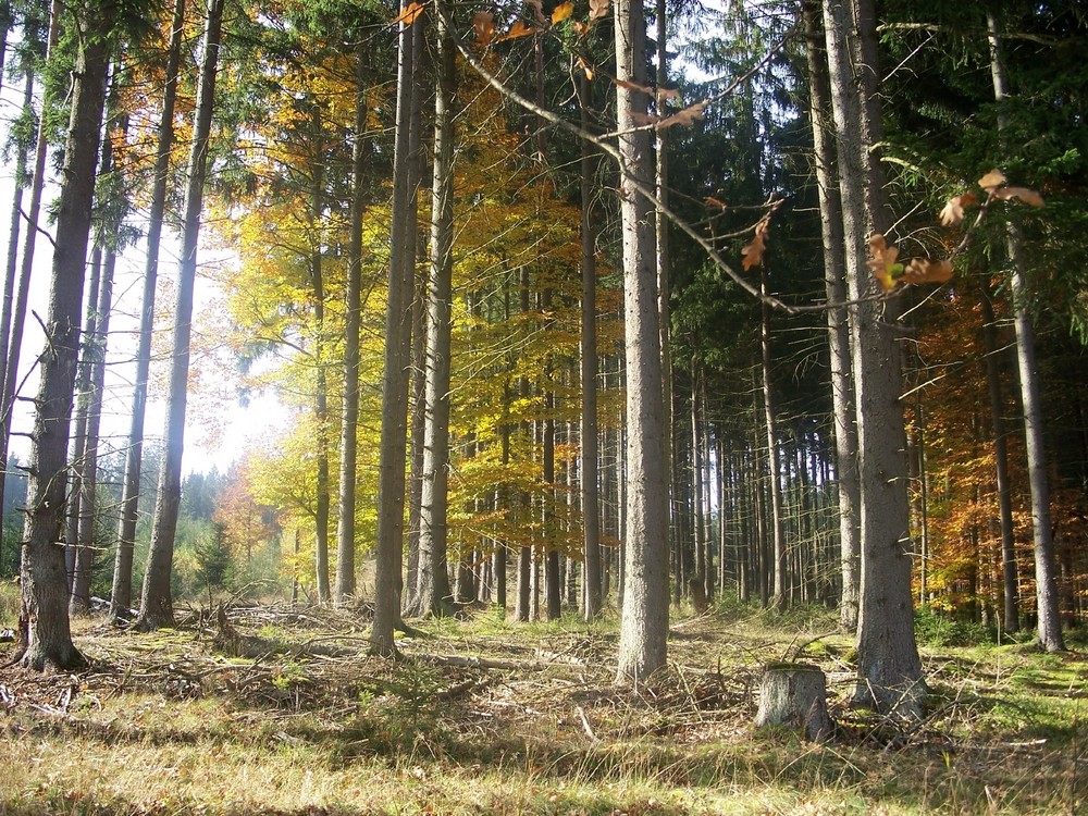 Herbstwald