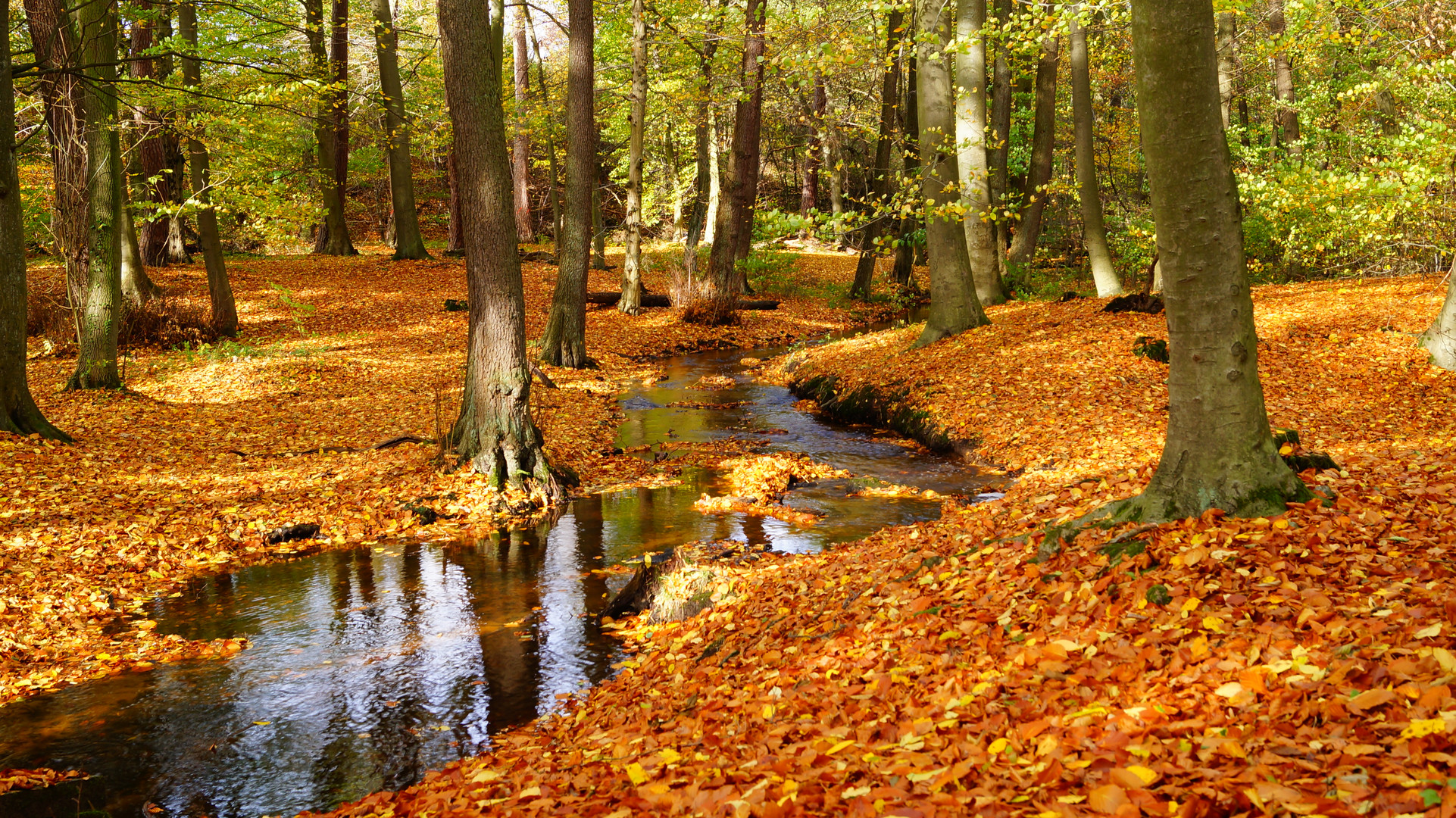 Herbstwald Foto Bild Jahreszeiten Herbst Natur Bilder Auf Fotocommunity
