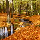 Herbstwald