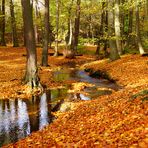 Herbstwald