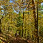 Herbstwald