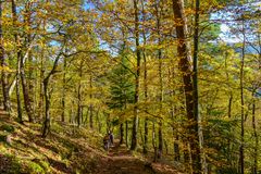 Herbstwald