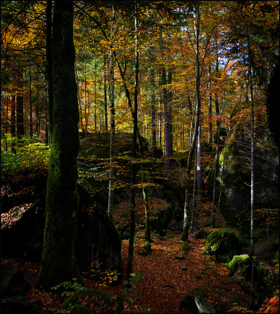 Herbstwald