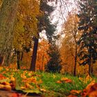 Herbstwald