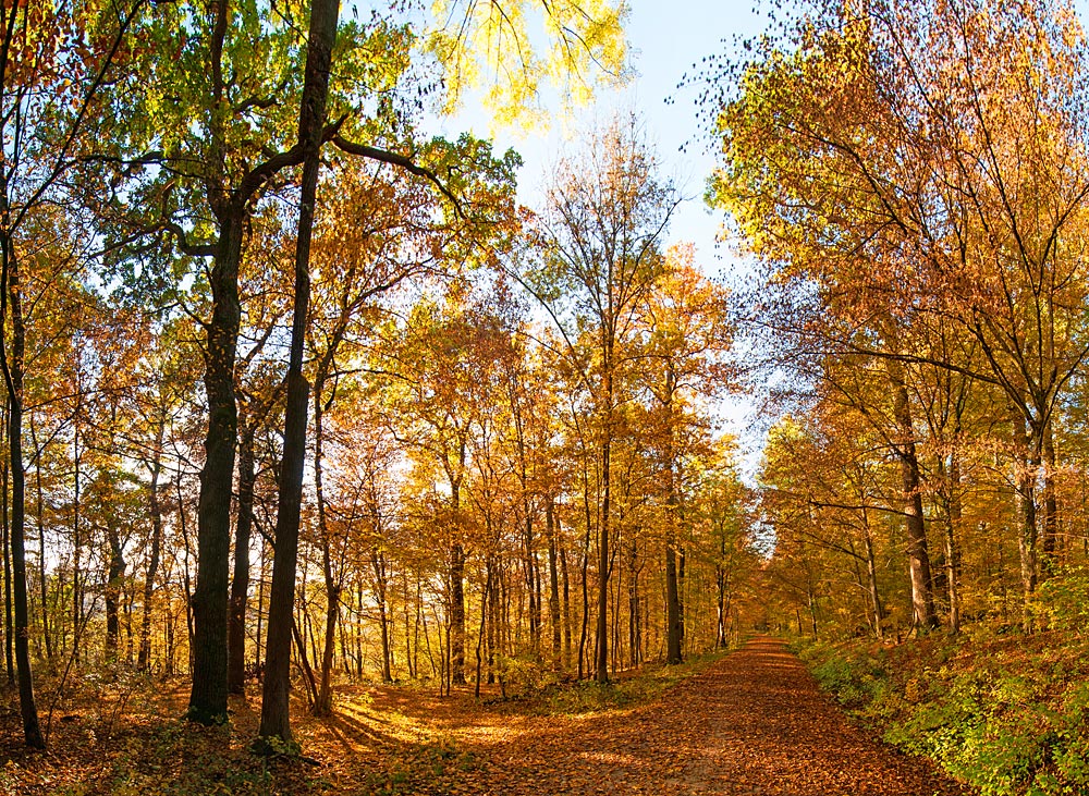 Herbstwald