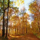 Herbstwald