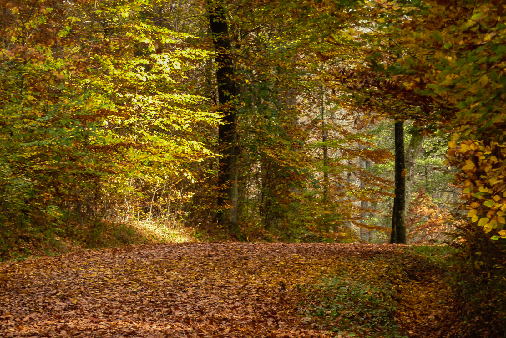 Herbstwald