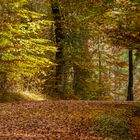 Herbstwald