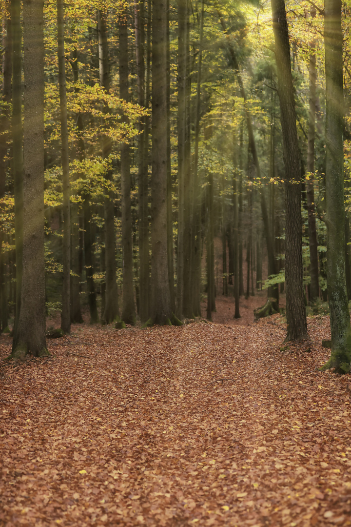 Herbstwald