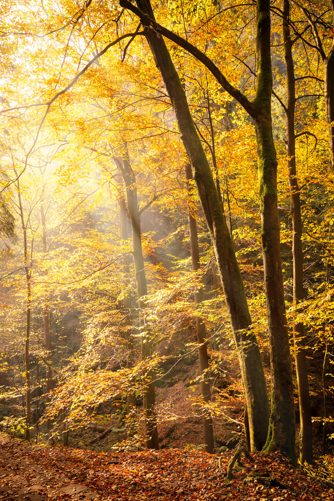 Herbstwald