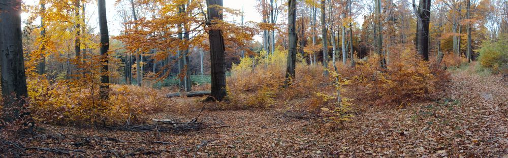 Herbstwald von nocheinhalbRoRo 