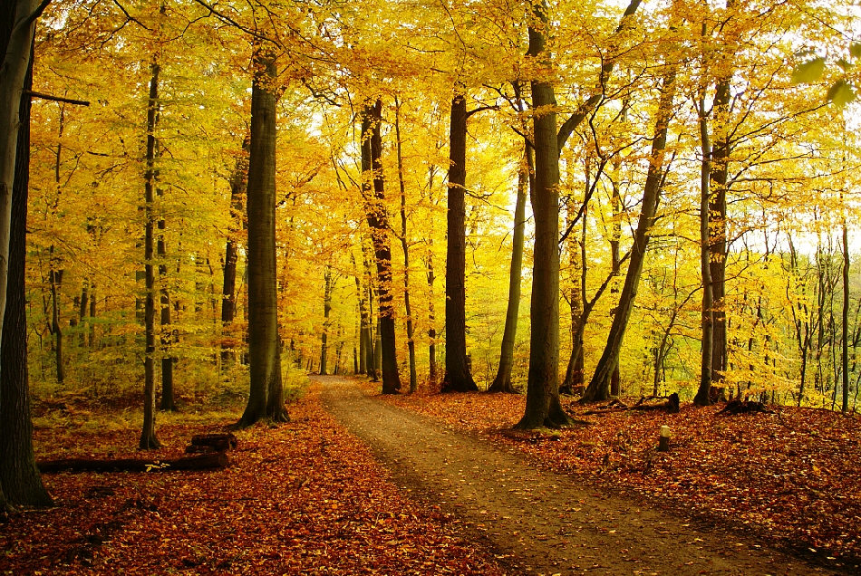 Herbstwald