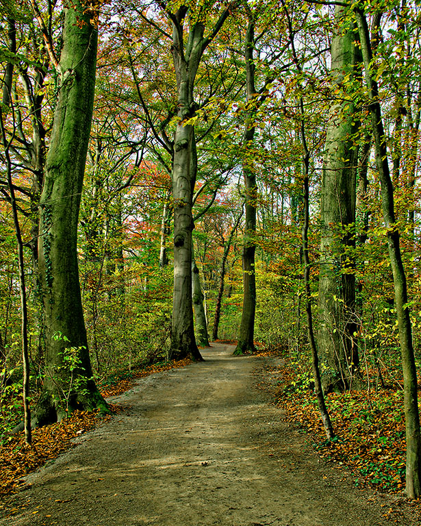 Herbstwald