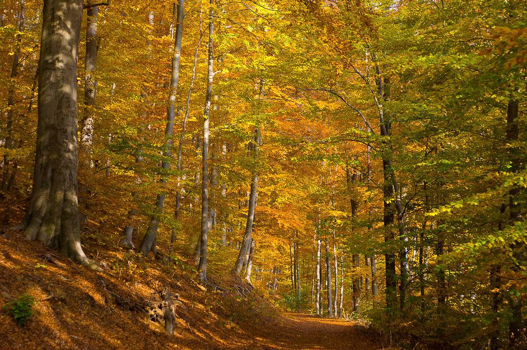 Herbstwald