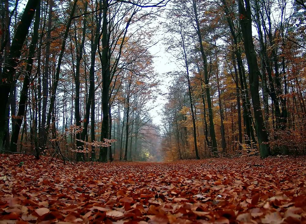 Herbstwald