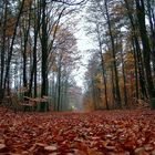 Herbstwald