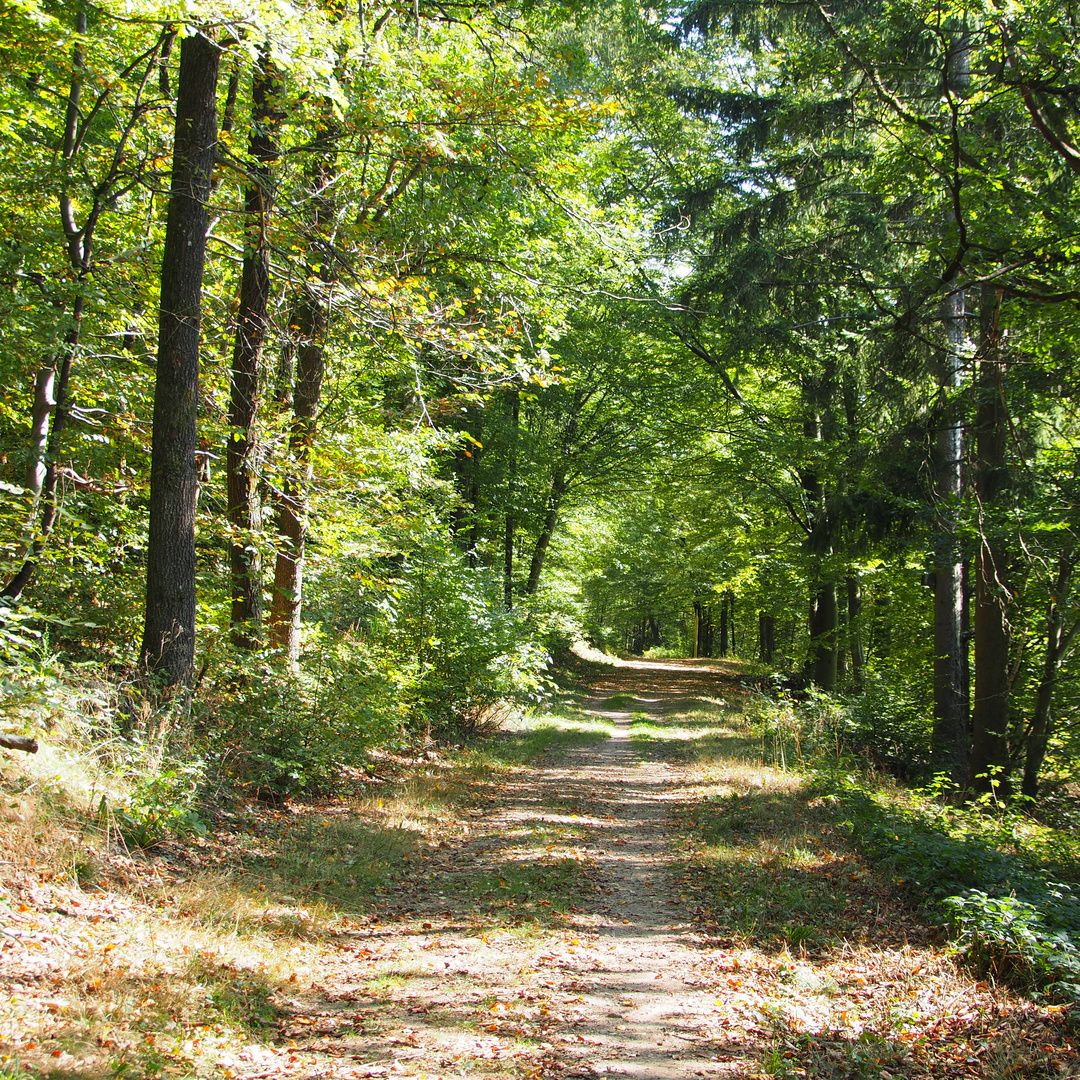 Herbstwald 