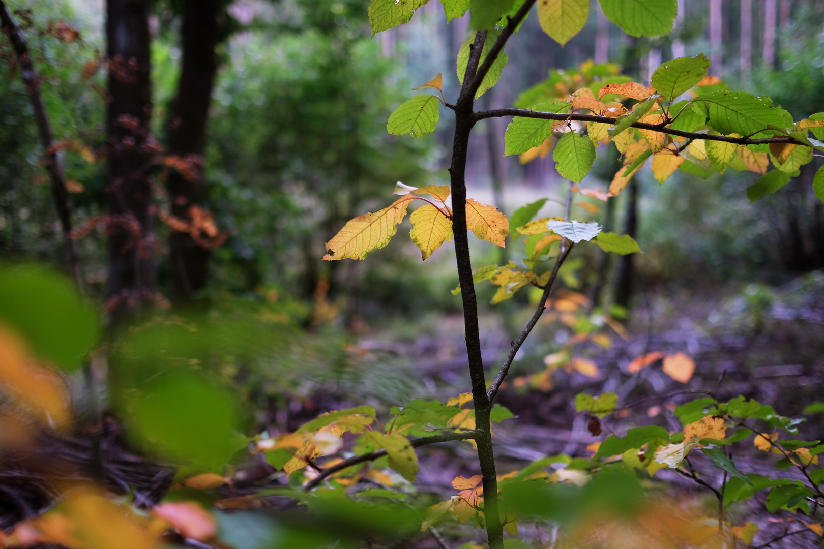 Herbstwald