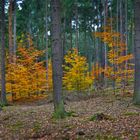 Herbstwald