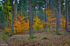 Herbstwald