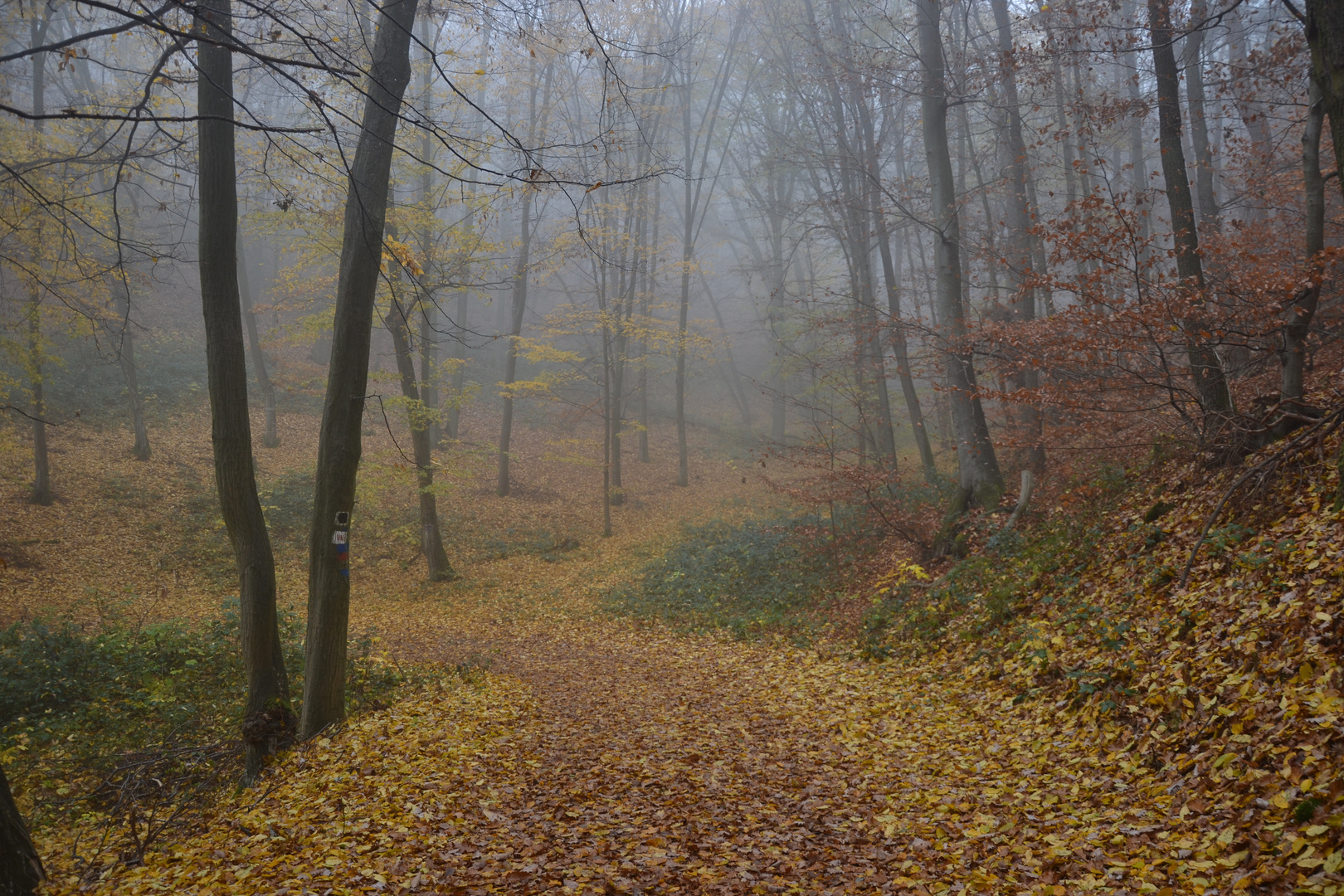 Herbstwald