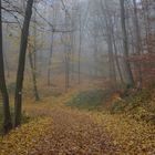 Herbstwald