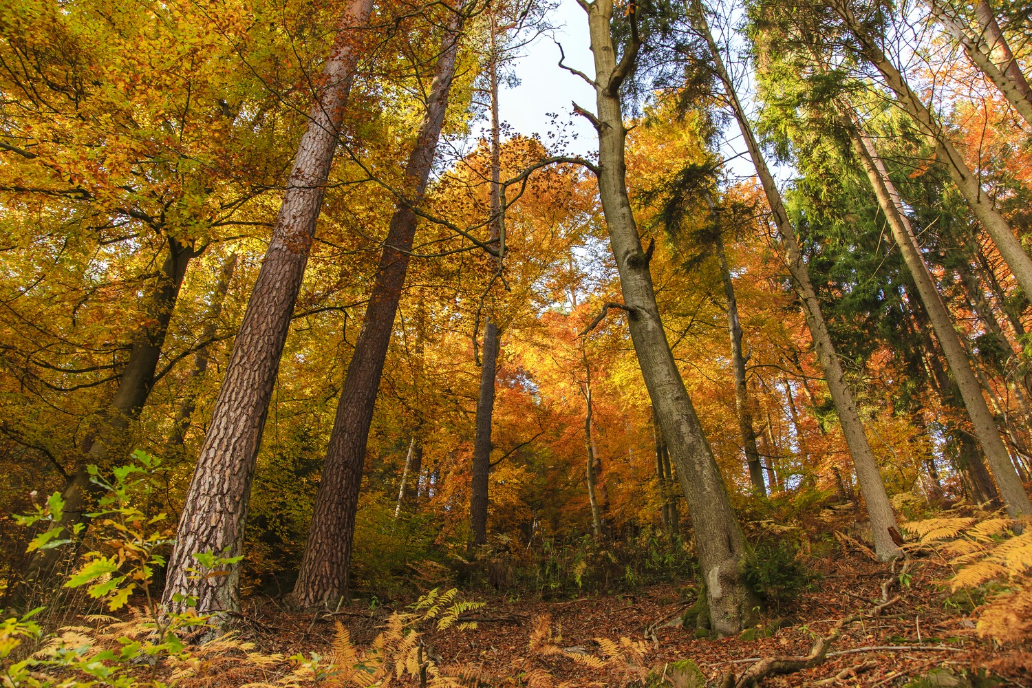 Herbstwald