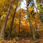 Herbstwald