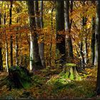 *Herbstwald*