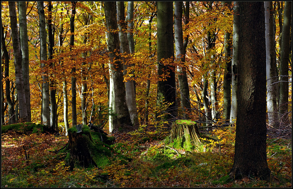 *Herbstwald*