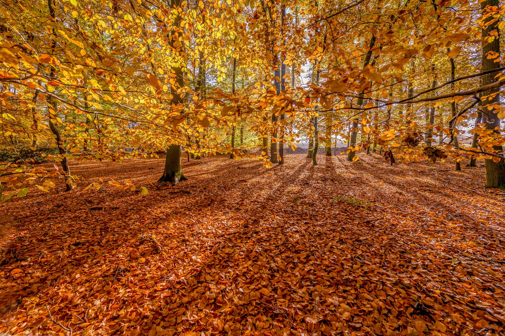 Herbstwald