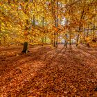 Herbstwald