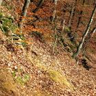 Herbstwald.......