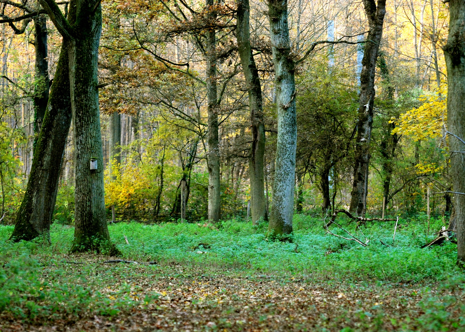 Herbstwald