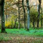 Herbstwald