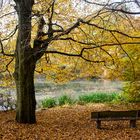 Herbstwald