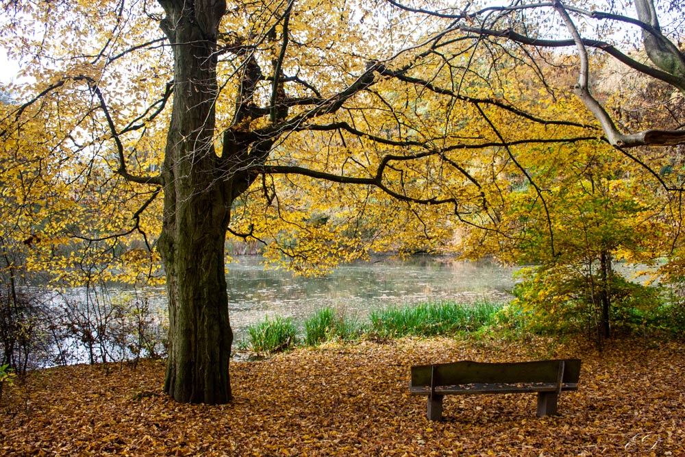 Herbstwald