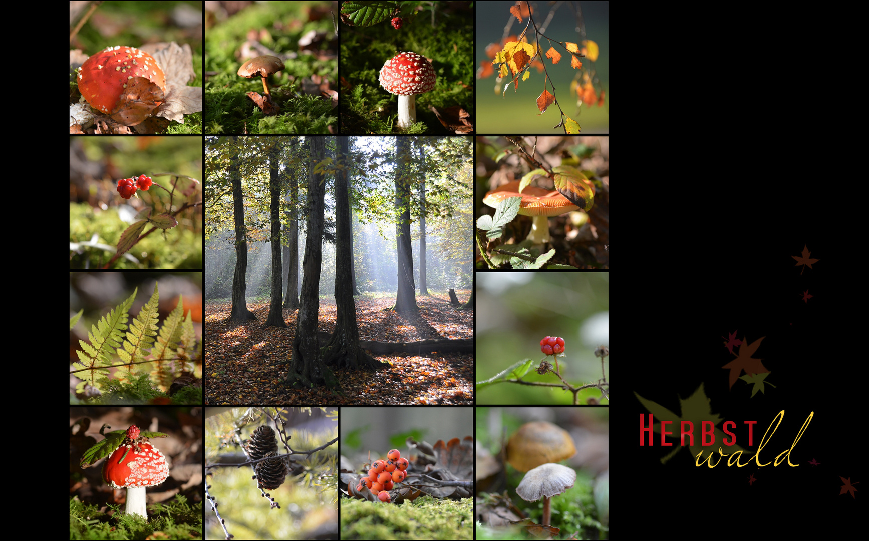 Herbstwald