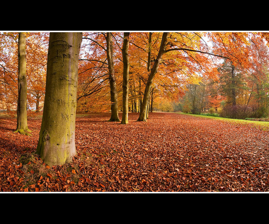 Herbstwald 19