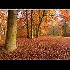 Herbstwald 19