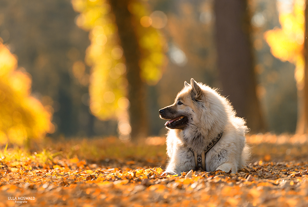 ...Herbstwald...