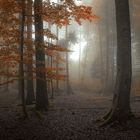 Herbstwald