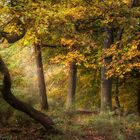 Herbstwald