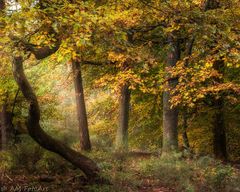 Herbstwald