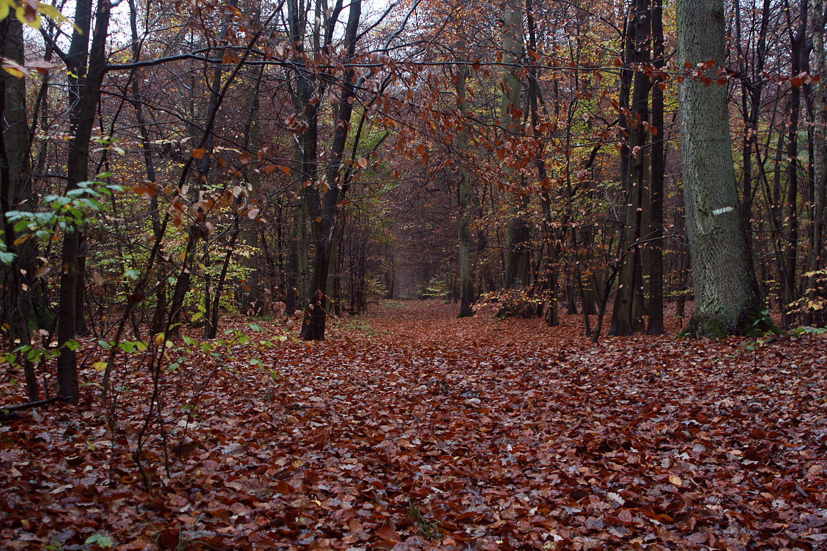 Herbstwald