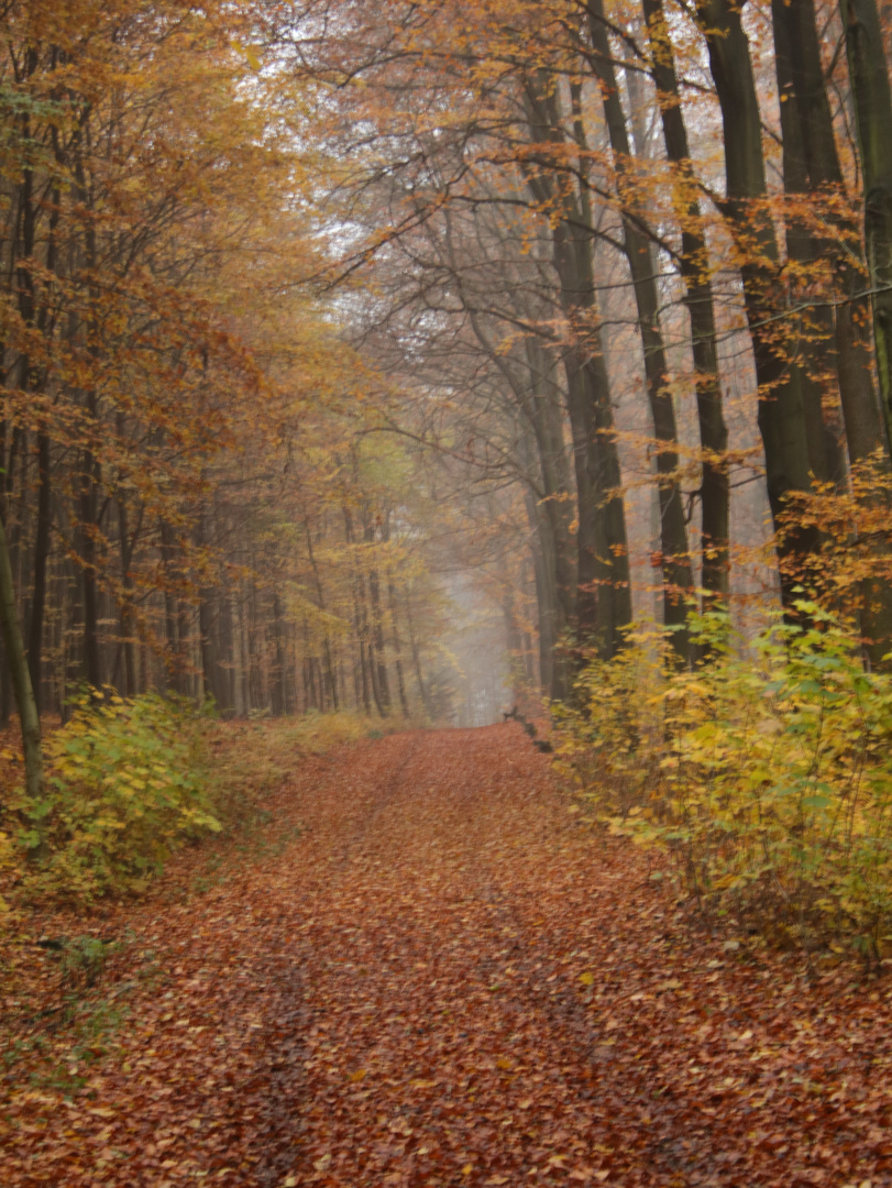 Herbstwald